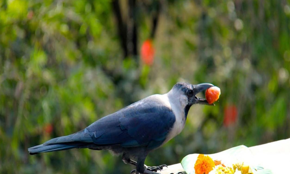 आज काग तिहार, कागलाई आज यमदूतकै रुपमा लिई पूजागरी मनाइँदै