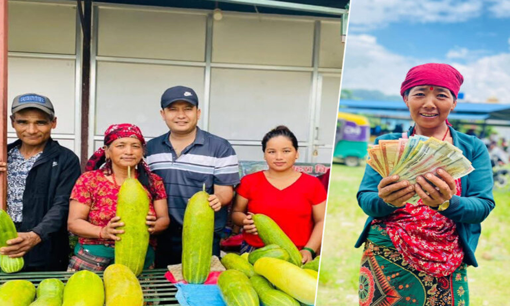 मादले काँक्रोखेतीतर्फ आकर्षण बढ्दै