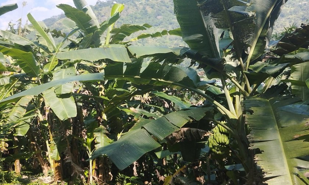 केरा खेतीबाट वार्षिक पाँच लाख आम्दानी गर्दै रोकाय