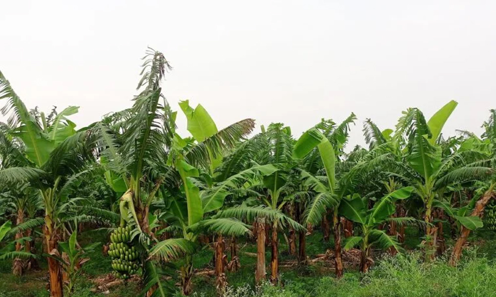 केराका थामबाटै आम्दानी