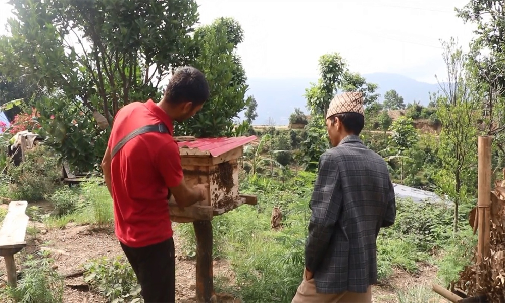 व्यावसायिक मौरीपालनमा किसान आकर्षित
