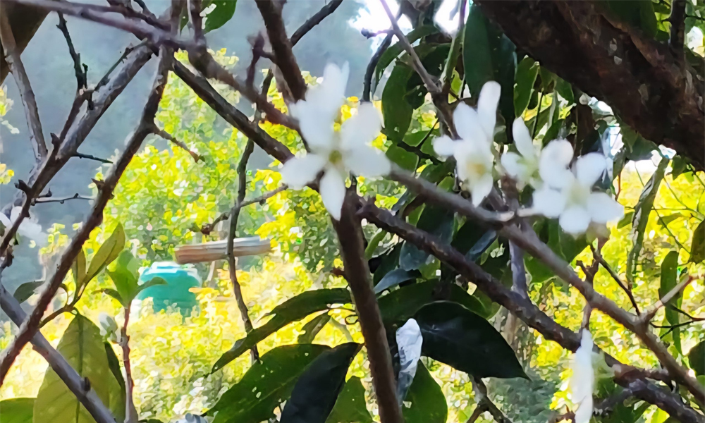 असोजमै फुल्यो ‘पलम’