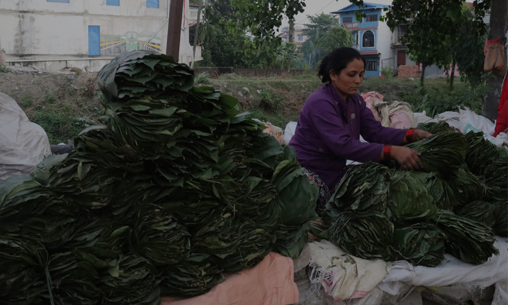सालको पात बेचेर चाडपर्व खर्चको जोहो