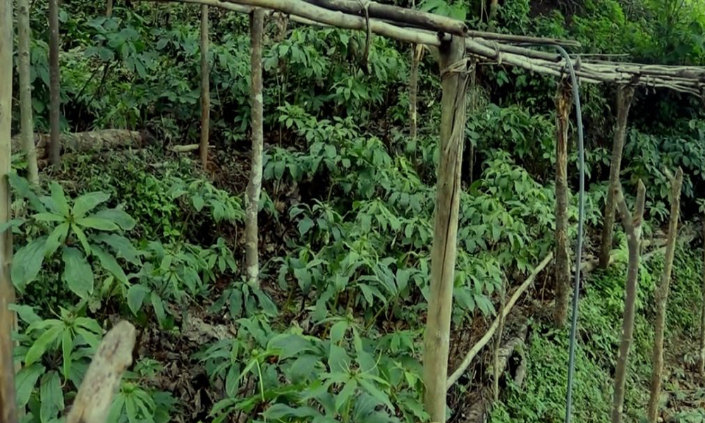 लेकाली भेगका किसानको आम्दानीको स्रोत सतुवा