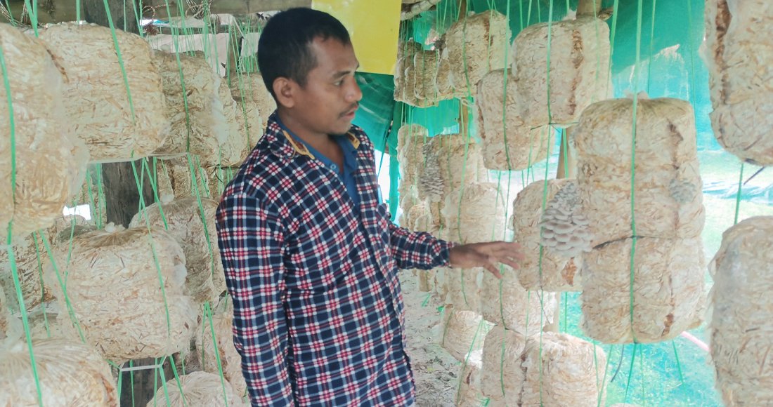 मङ्गलको भरपर्दो आम्दानीको स्रोत च्याउखेती