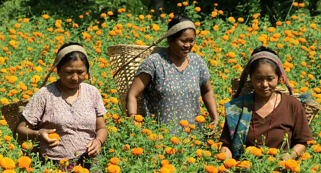 आँबुखैरेनीका महिलाले बेचे ७ लाखको सयपत्री