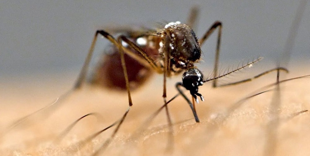 जापनिज इन्सेफ्लाइटिस सङ्क्रमण बढ्दै, देशभर ३१ जनाको मृत्यु