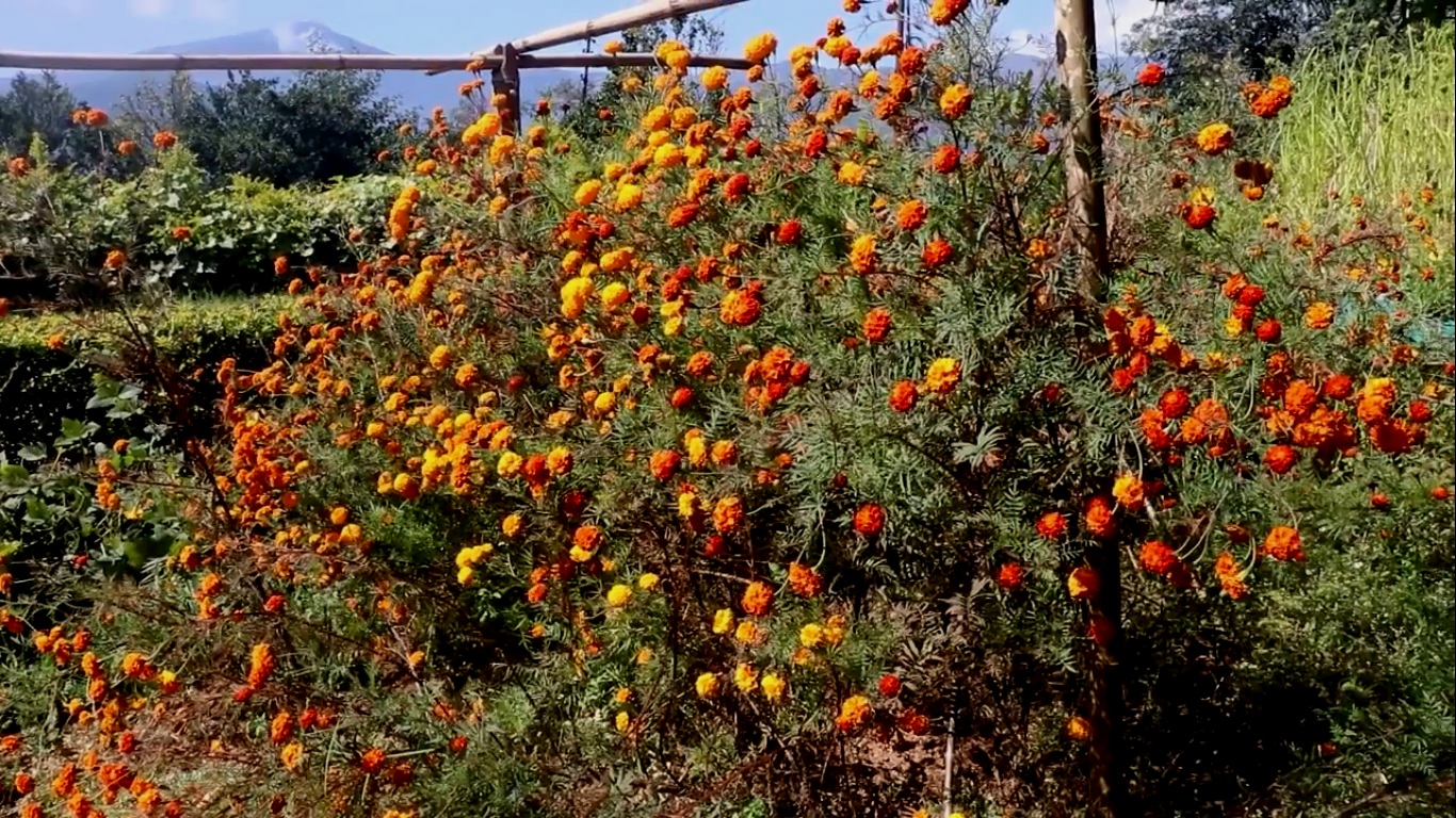 भोजपुरमा फूल उत्पादन घट्यो, माग उच्च