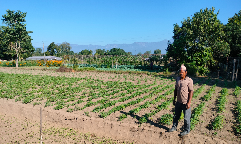 ‘टिपिएस’ विधिबाट आलुखेती