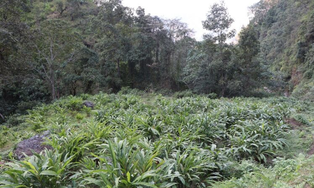 अर्मनमा अलैँचीखेतीको परीक्षण सफल