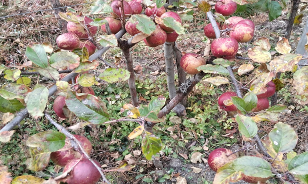 ताप्लेजुङको घुन्सा र फलेटारमा फल्यो स्याउ