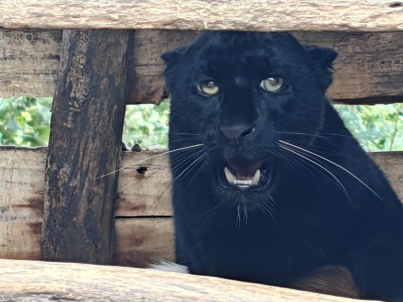 चिडियाखानामा कालो रङको चितुवा