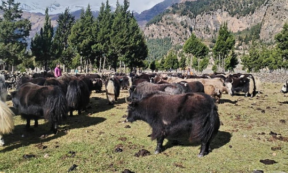 हिमपातपछि मुस्ताङका याक चौँरी बेँसीमा स्थान्तरण