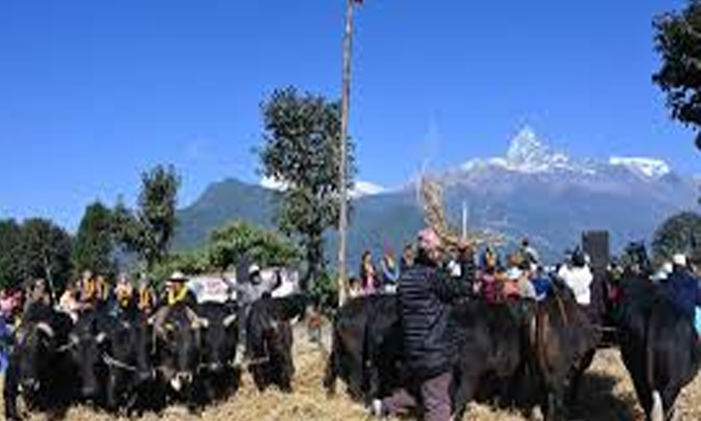 पोखरामा दाइँ महोत्सव