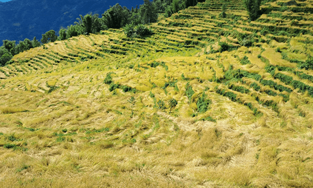 बर्खे धानको समर्थन मूल्य नपाएको किसानको गुनासो