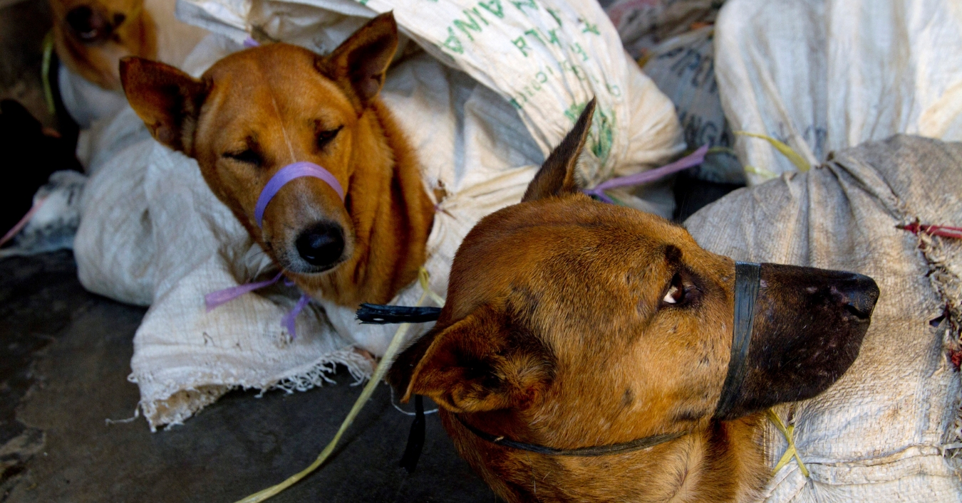 जकार्तामा कुकुर, बिरालो र चमेरोको मासु बेच्न प्रतिबन्ध
