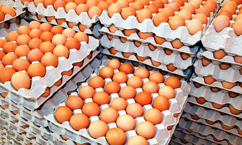 अवैध अण्डा आयात रोकिँदा किसानले पाए लागत मूल्य