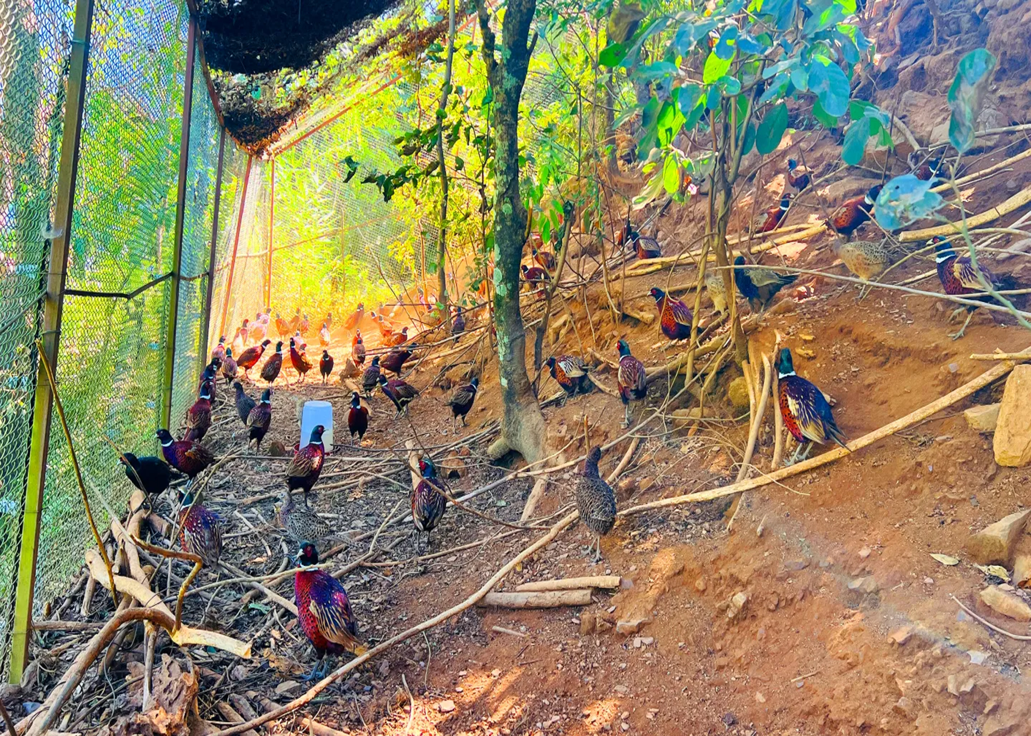 कँडेलको चरा पाल्ने रहर : वनकुखुरा पालनमा ५० लाख लगानी