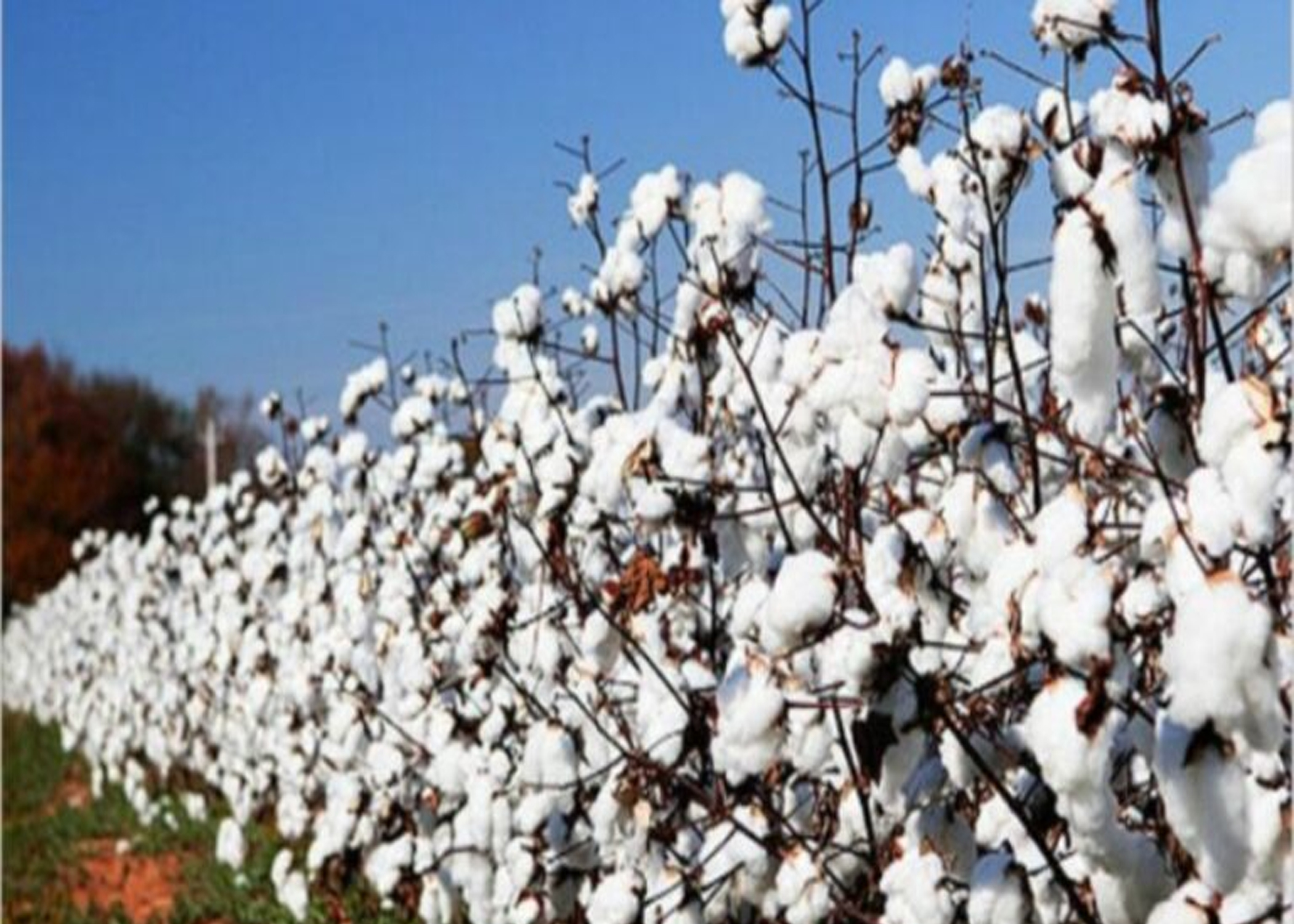 परम्परागत कपास खेती प्रवर्द्धन गर्दै अरुण गाउँपालिका