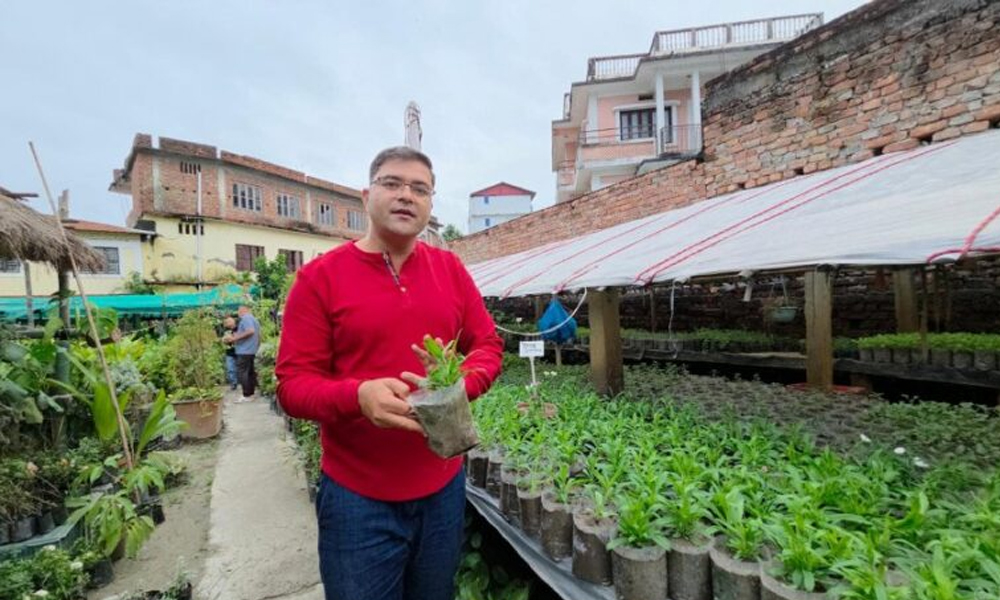 नर्सरीबाट वार्षिक ४० लाख आम्दानी गर्दै केदार