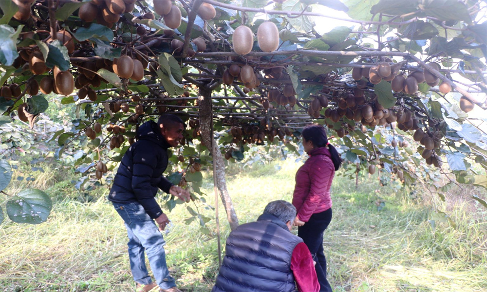 पकेट क्षेत्र निर्धारण गरेर किवीखेतीमा लगानी गर्दै पौवादुङमा