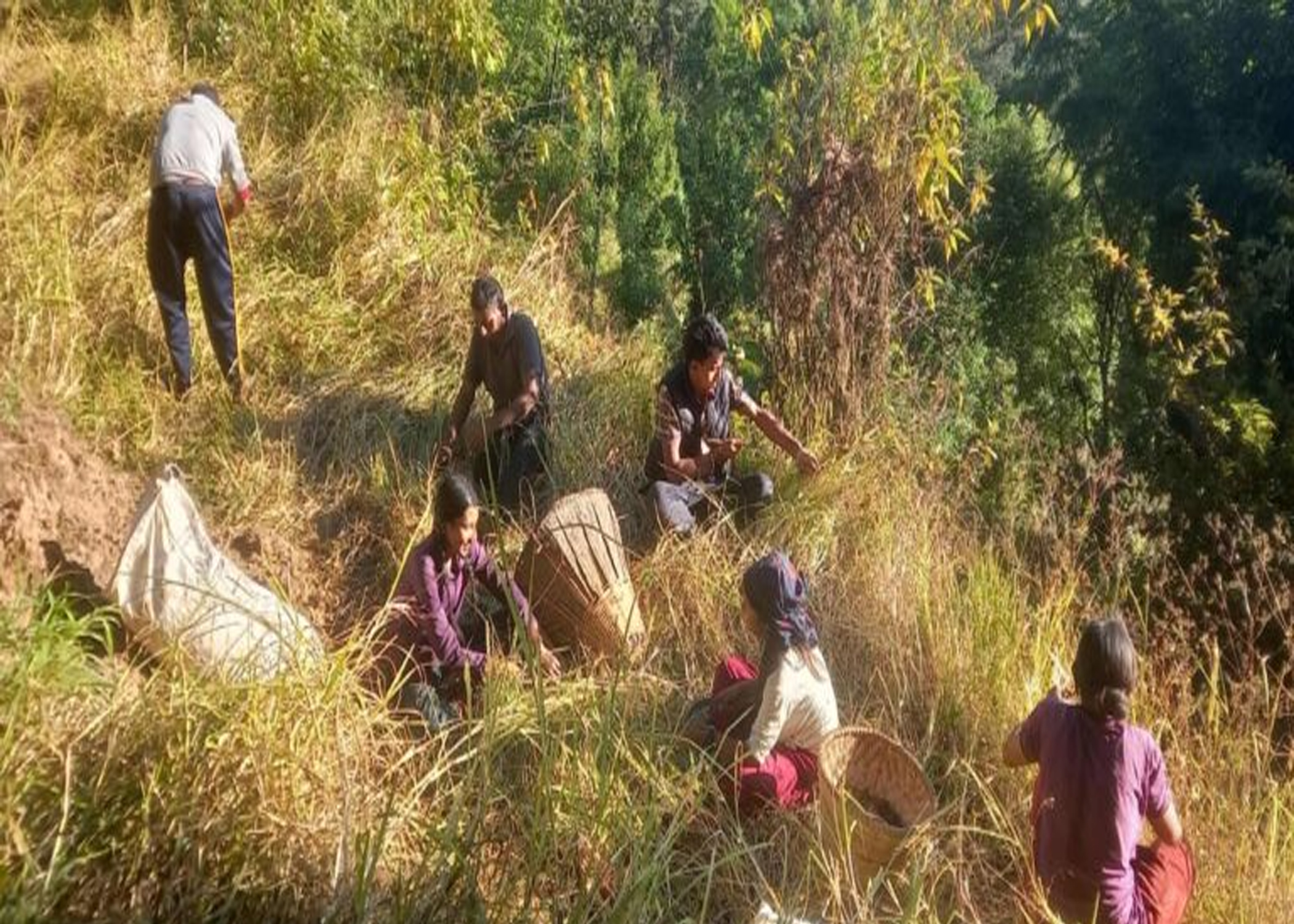 भोजपुरका किसान कोदो थन्क्याउन व्यस्त