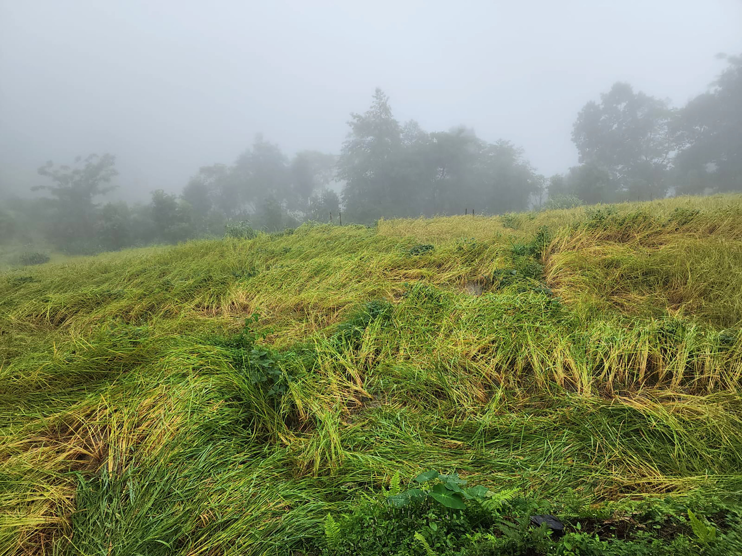 पाक्न लागेको धानबालीमा वर्षाले क्षति, किसान चिन्तित