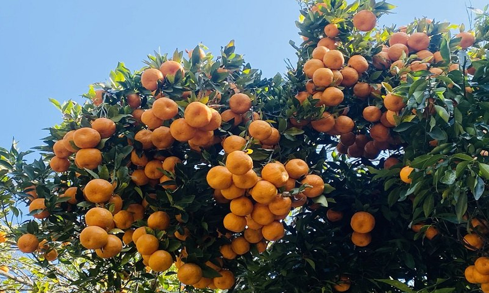 कृषकलाई सुन्तला ढुवानी सधैंको समस्या