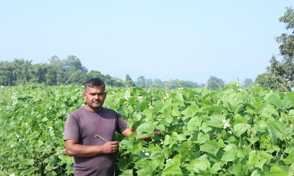 व्यावसायिक तरकारीखेतीबाट वार्षिक १० लाख बचत