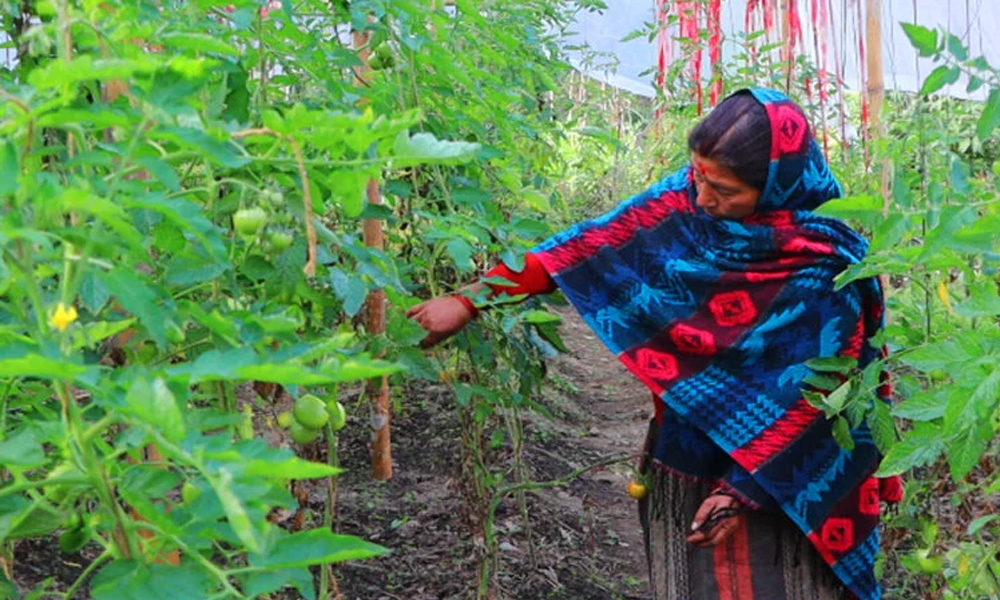 तरकारीखेतीले फेरिँदै जीवनशैली