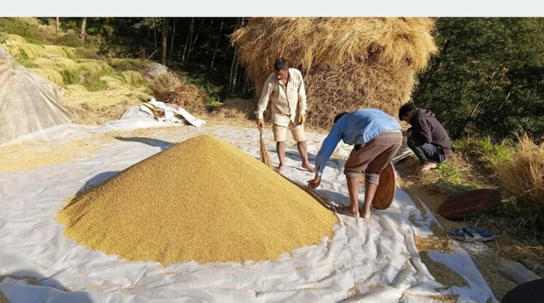 बेमौसमी वर्षाले झापामा धान उत्पादन घट्यो