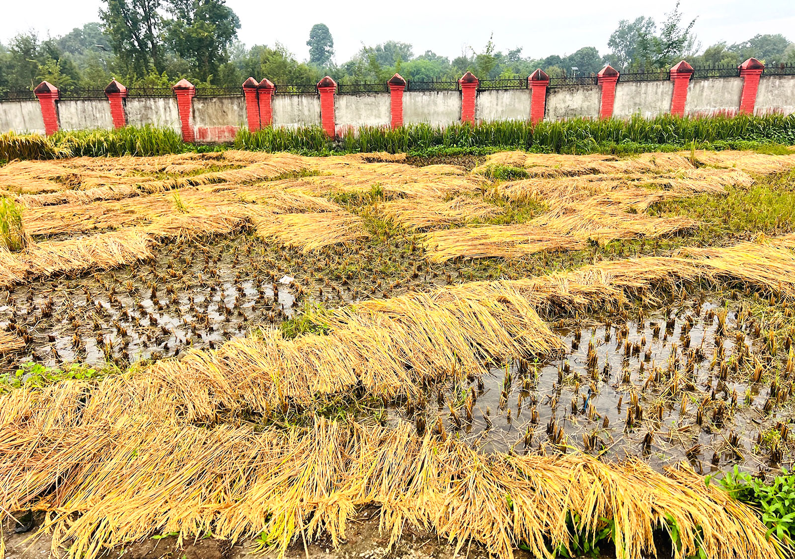 वर्षाका कारण धान उत्पादनमा तीन लाख मेट्रिक टनले कमी आउने