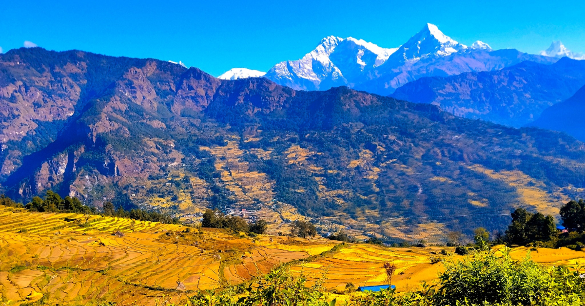 म्याग्दीमा धान उत्पादन बढ्यो