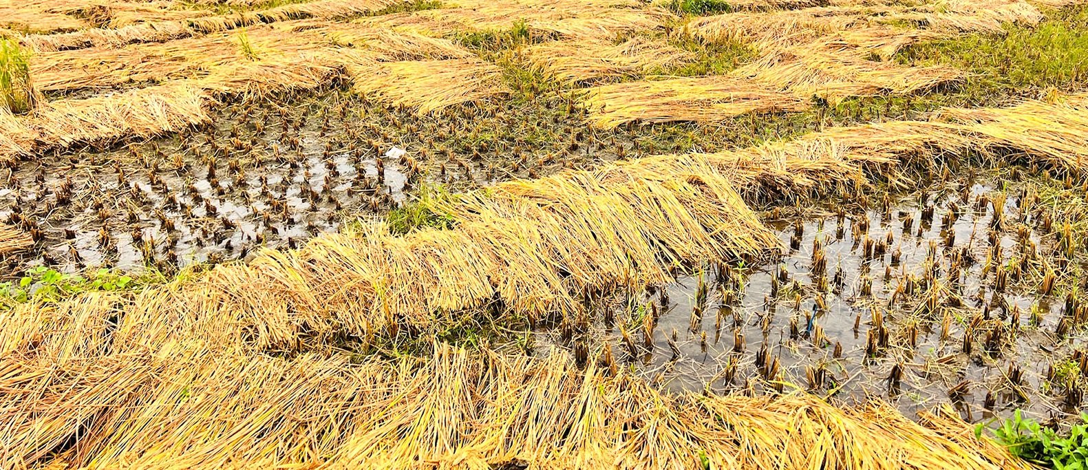खोटाङमा ७० प्रतिशत धानबालीमा क्षति