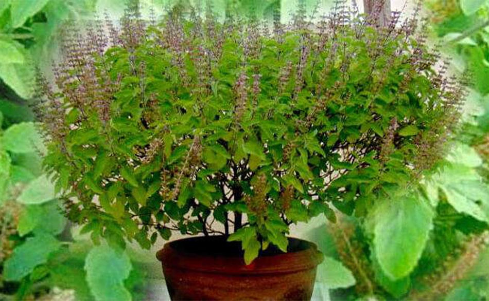 आज हरि बोधिनी एकादशी : घरमा रोपिएको तुलसीलाई दामोदरसँग विवाह गरिँदै