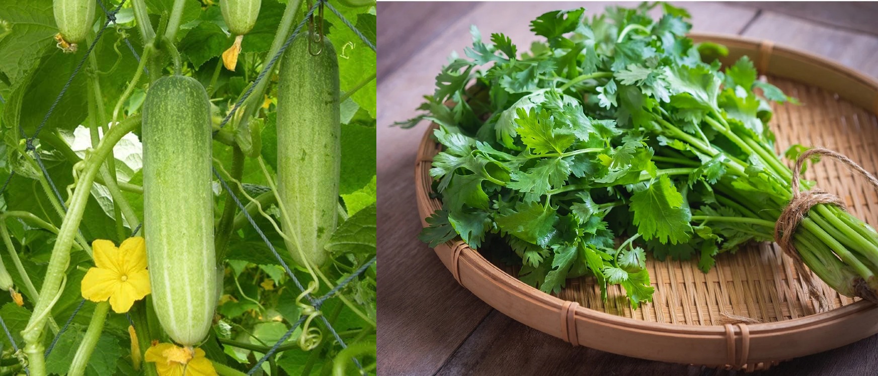 हरियो धनियाँ र काँक्रोमा भेटियो अत्याधिक विषादी