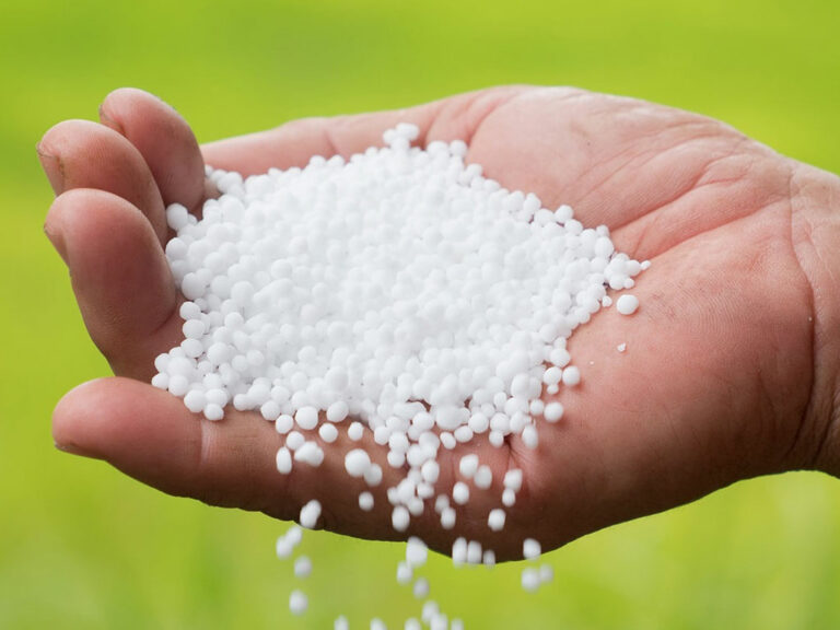 गहुँ छर्ने समयमा किसानलाई मल अभाव