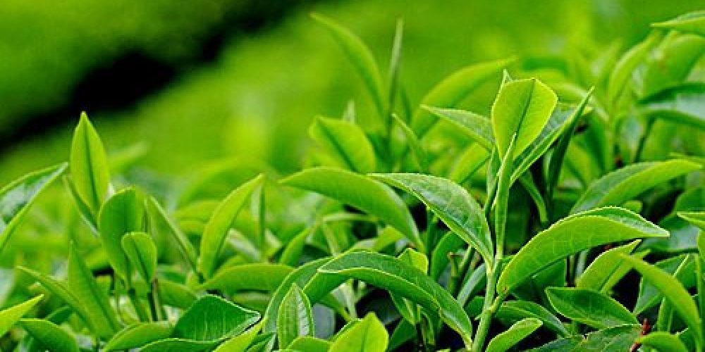 काँकडभिट्टाबाट १ अर्ब ३७ करोड बराबरको चिया निर्यात