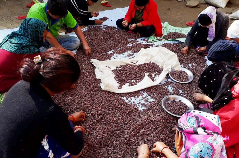 अलैँचीको निर्यात ६० प्रतिशतले बढ्यो