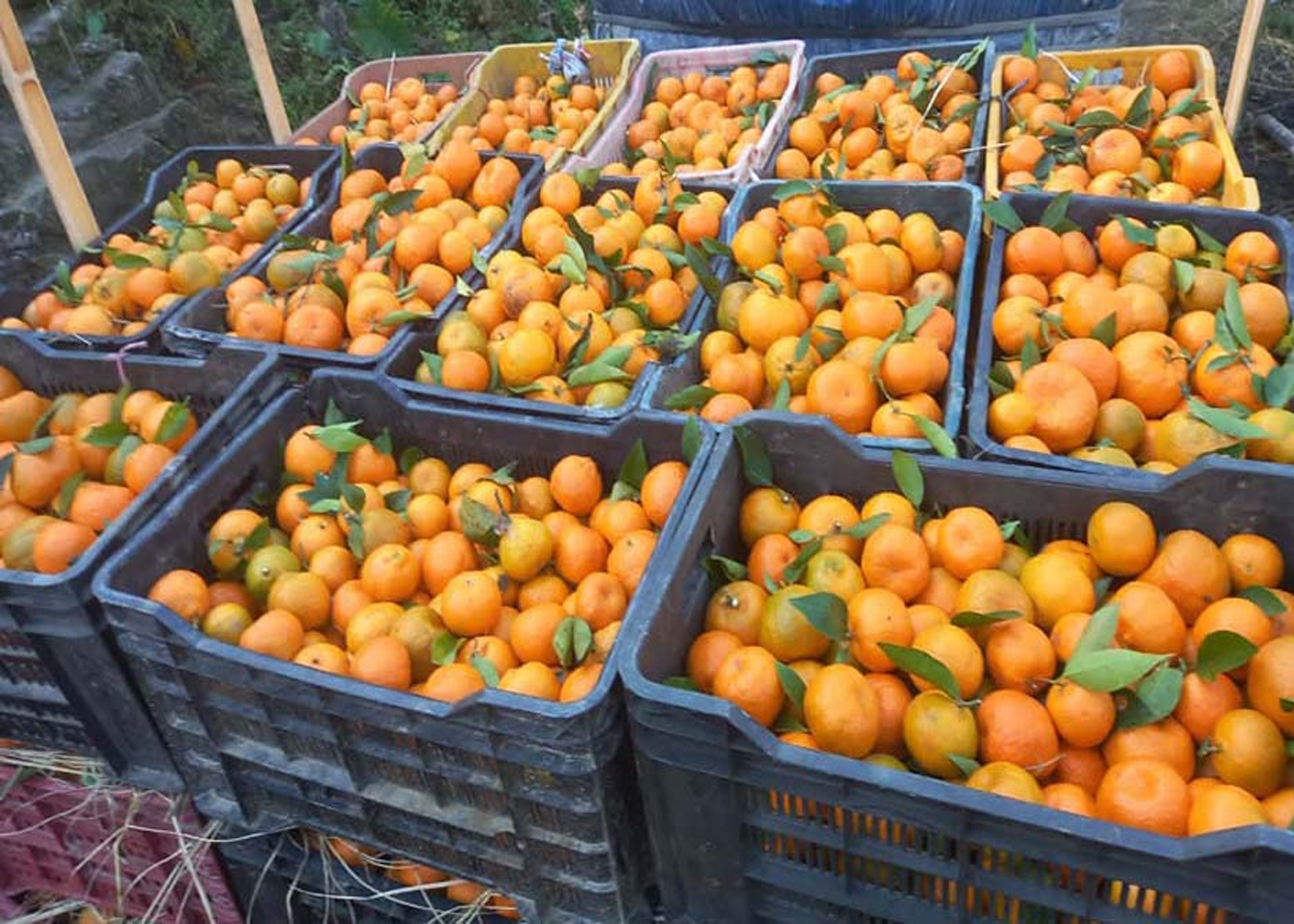 खोटाङमा ३ हजार ४१० मेट्रिकटन सुन्तला उत्पादन