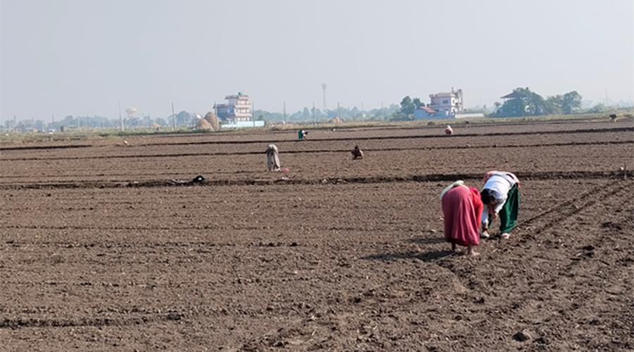 भरतपुरमा प्राङ्‍गारिक सूर्यमुखीखेती