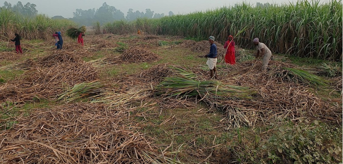 महोत्तरीका उखु किसानलाई धपेडी