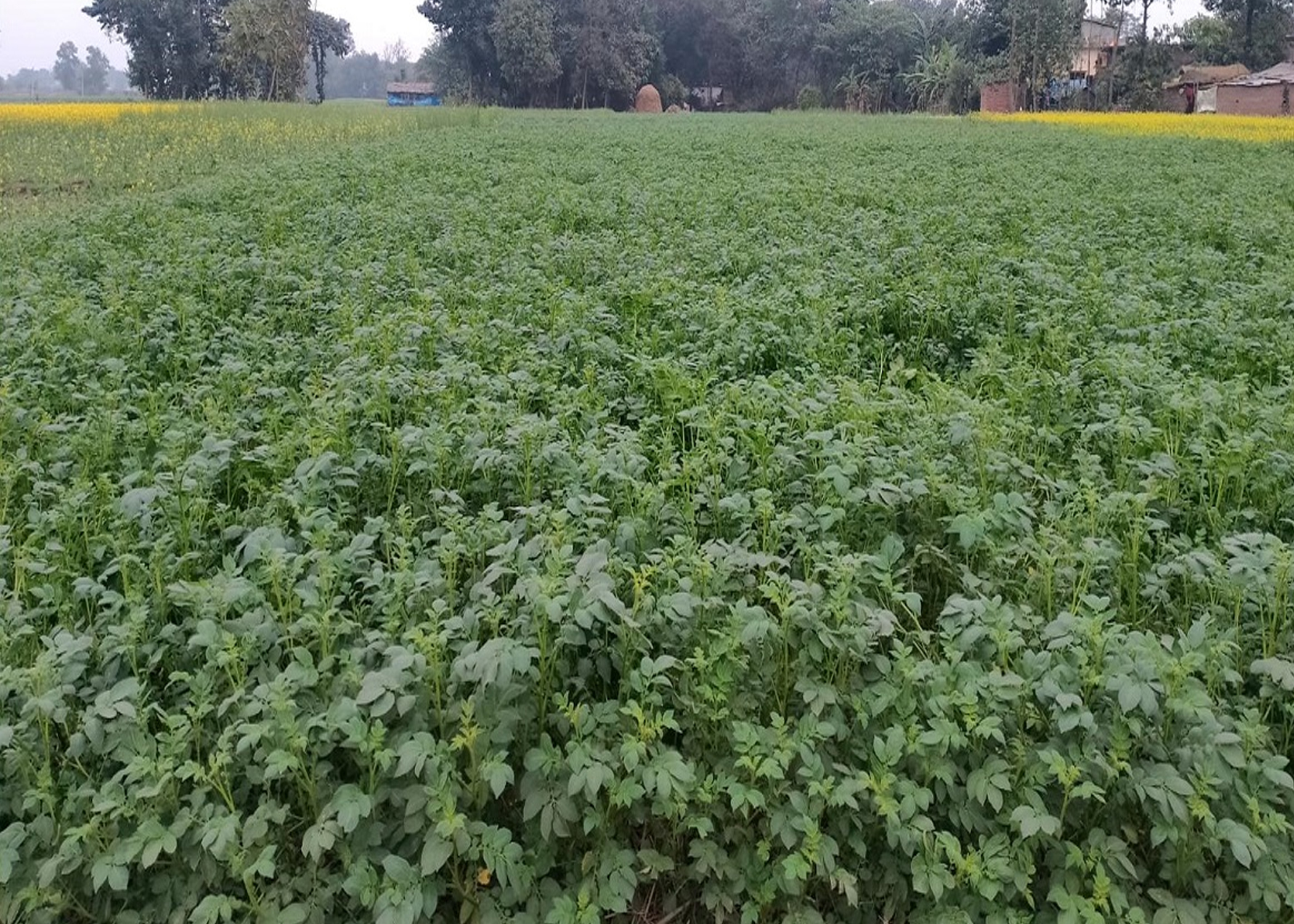 पश्चिम नवलपरासीमा आलुखेतीमा किसानको आकर्षण