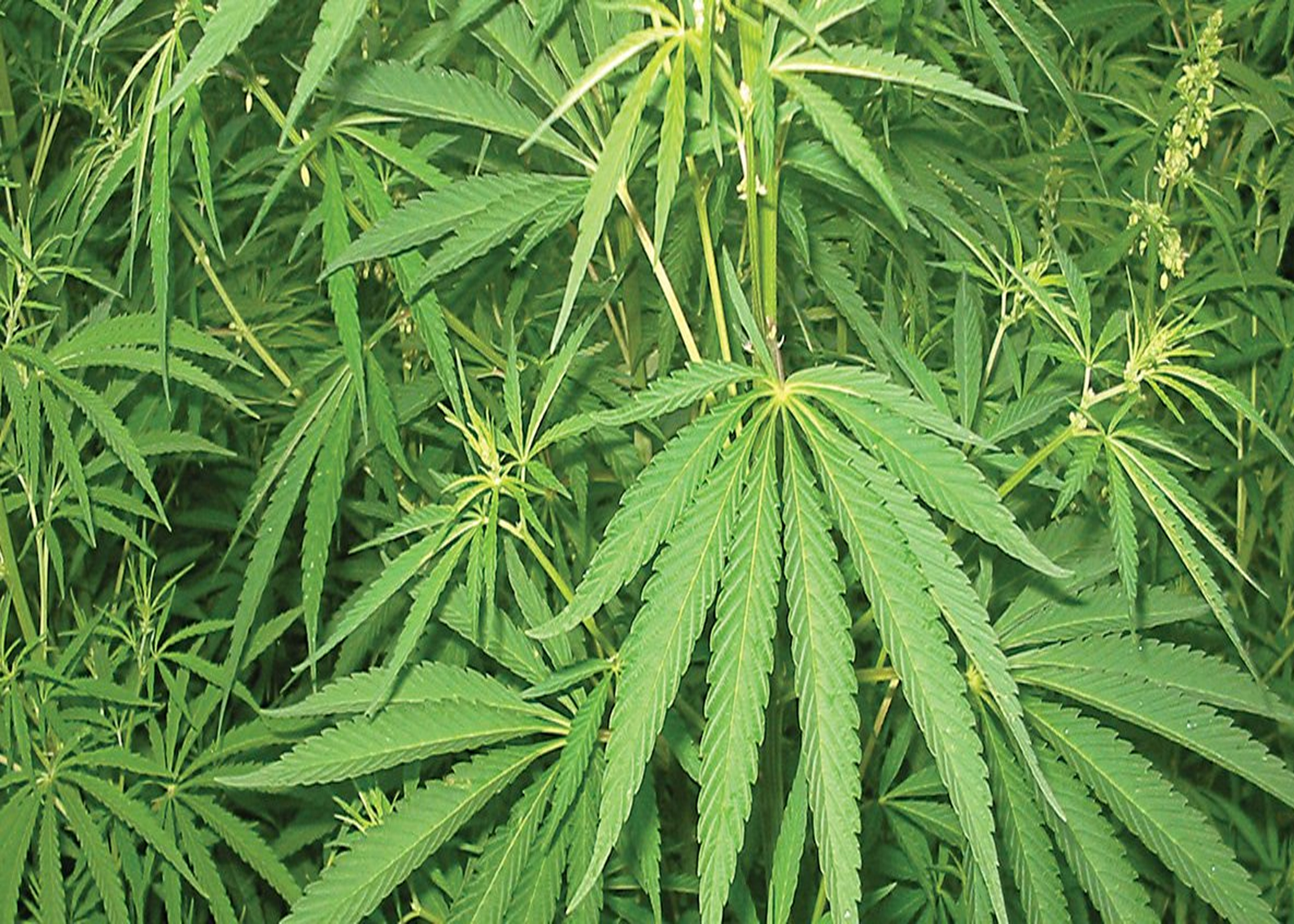 प्रहरीद्वारा सर्लाहीमा गाँजाखेती फडानी अभियान सञ्चालन