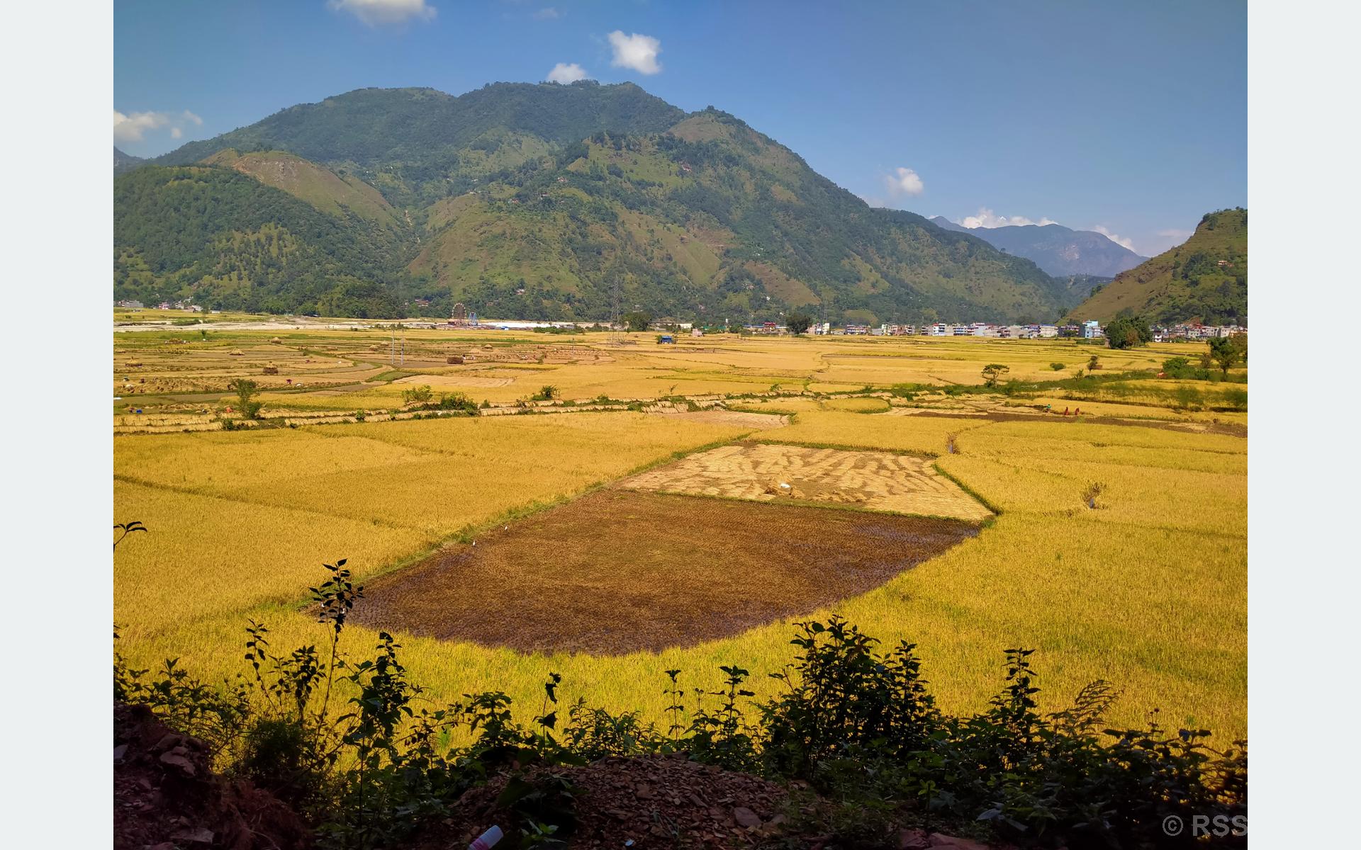 स्याङ्जामा धान उत्पादन बढ्यो