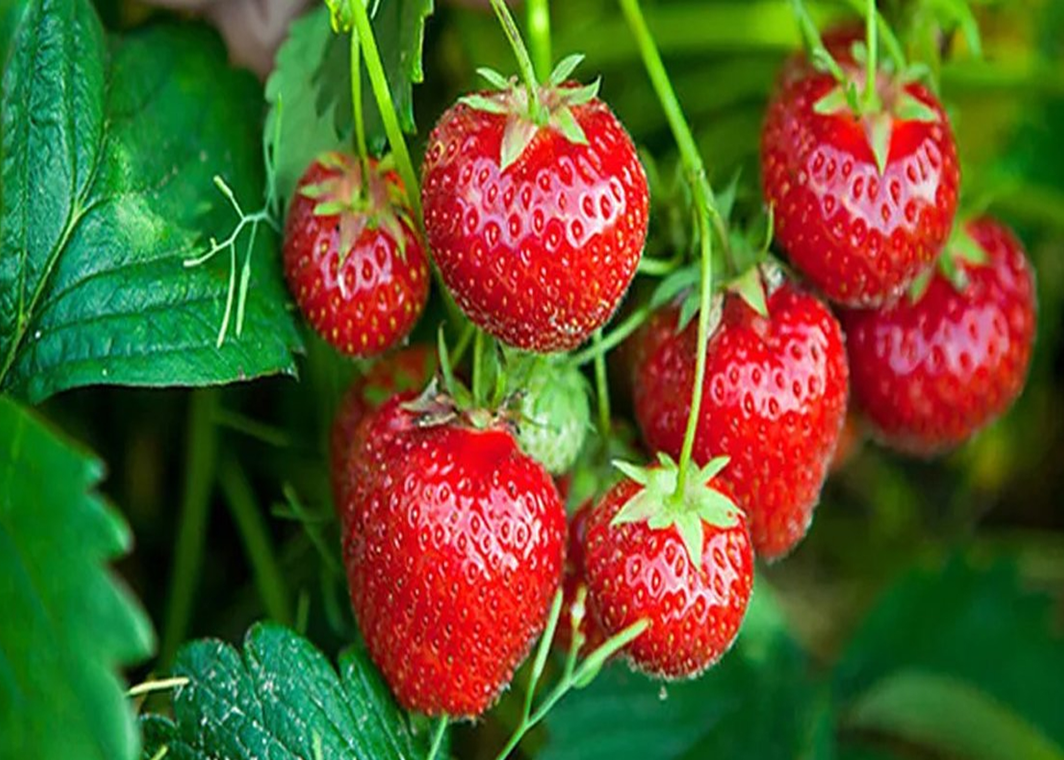 स्ट्रबेरी बिक्री गरेर एक वर्षमा रु २१ लाख आम्दानी