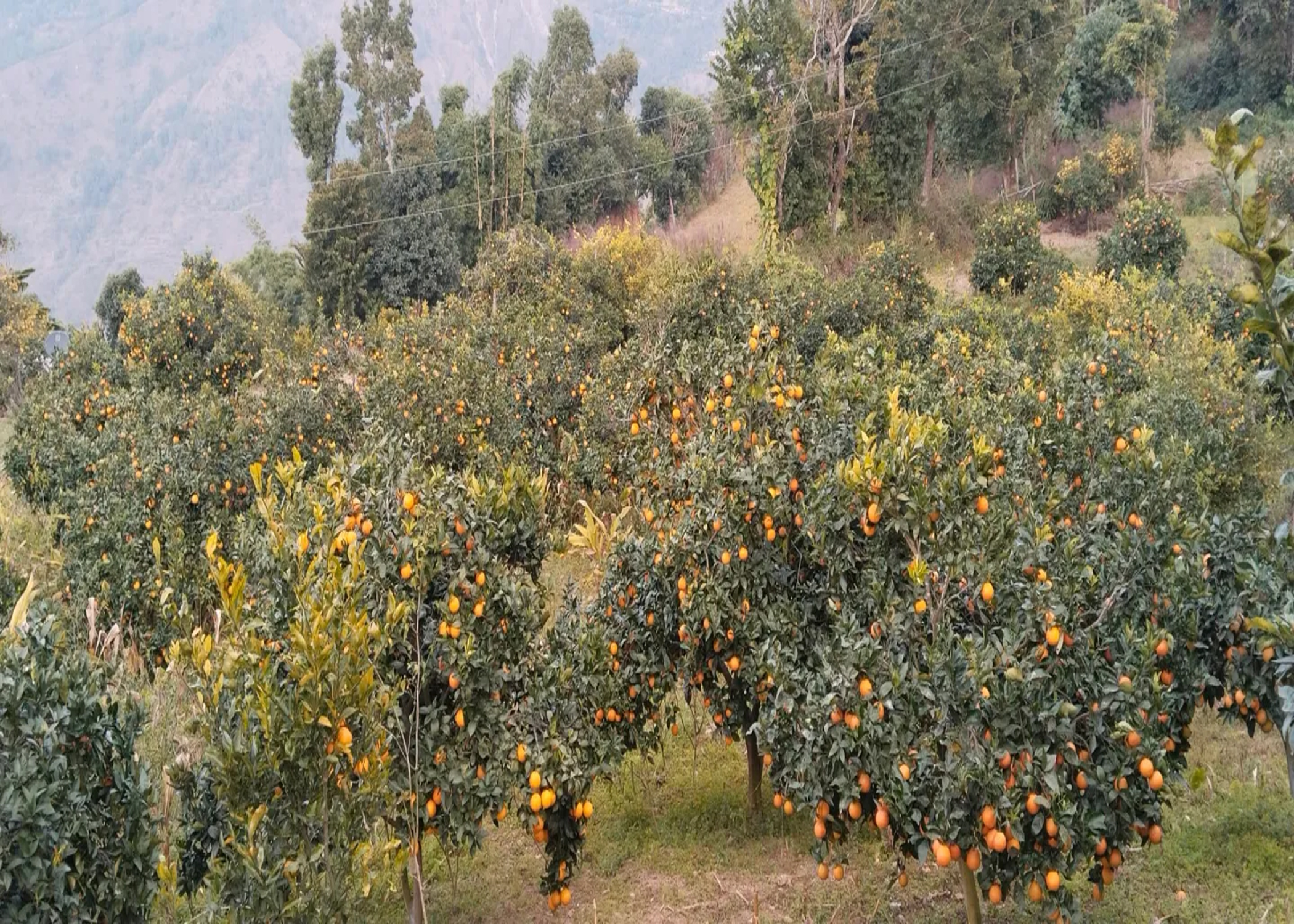 जुनारखेती : कम मेहेनतमा मनग्य आम्दानी