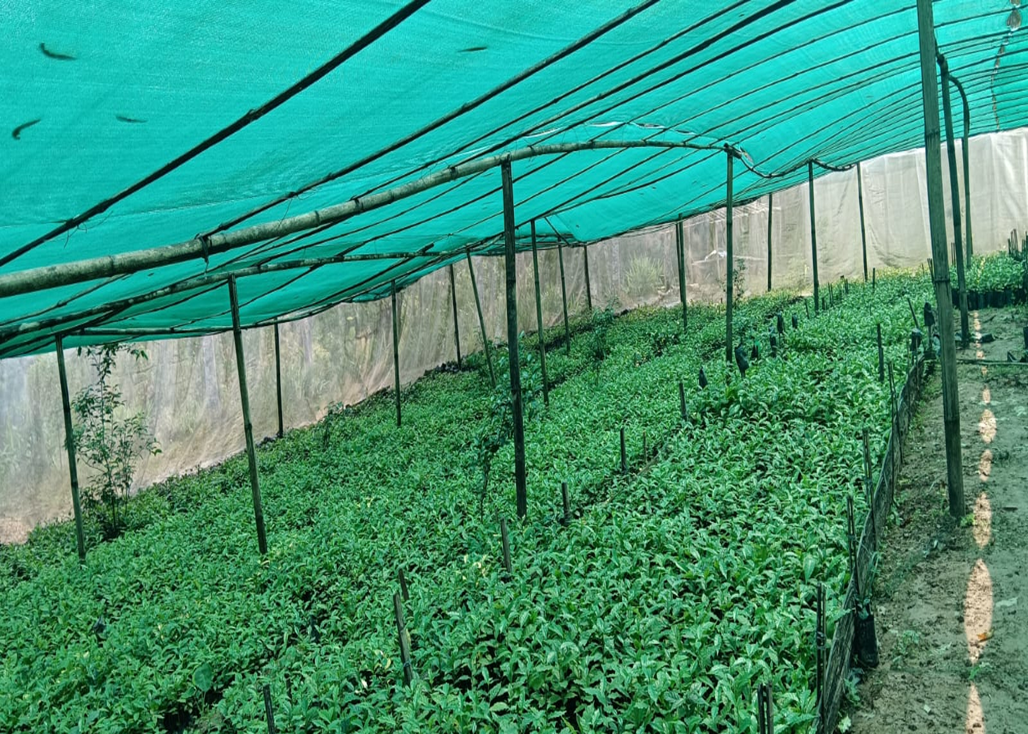 षडानन्दमा ‘गरिबी निवारणका लागि प्राङ्गारिक कफीखेती कार्यक्रम’