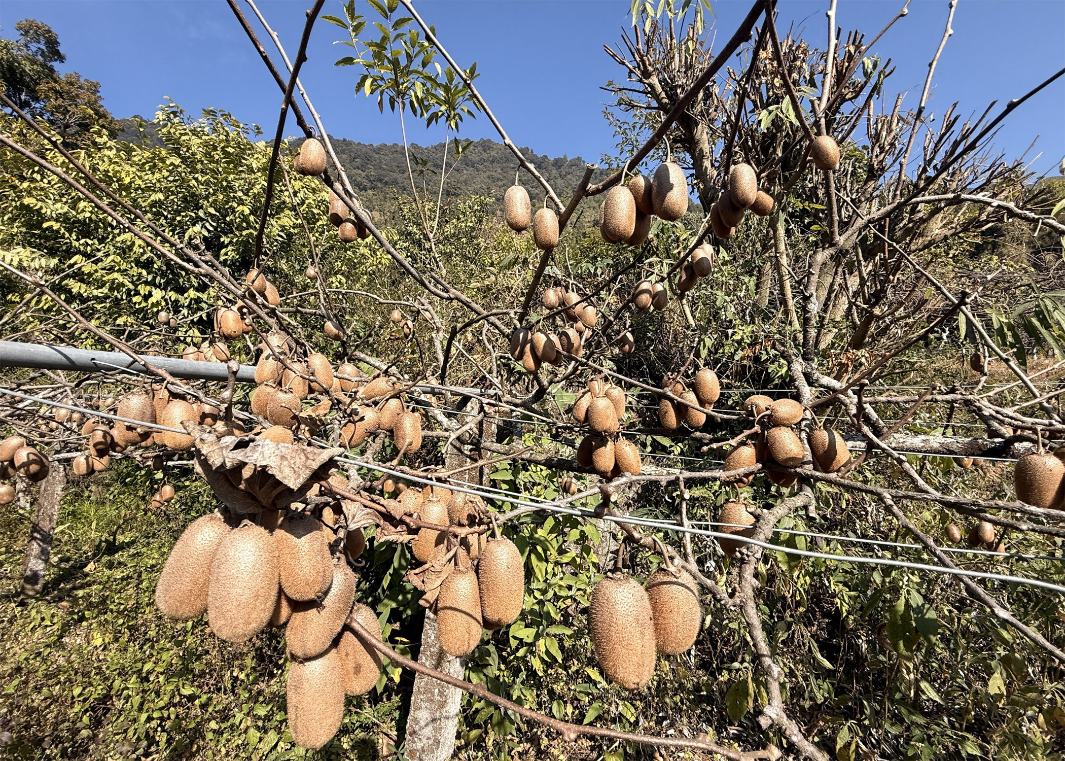 भार्सेका कृषक व्यावसायिक किबीखेतीतर्फ आकर्षित