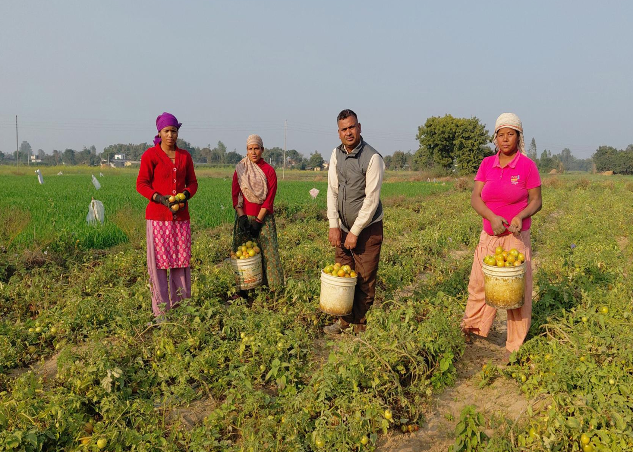 तीन पुस्तादेखि टमाटरखेती : विदेशको विकल्प बनेको छ वीरेन्द्रको टमाटर व्यवसाय